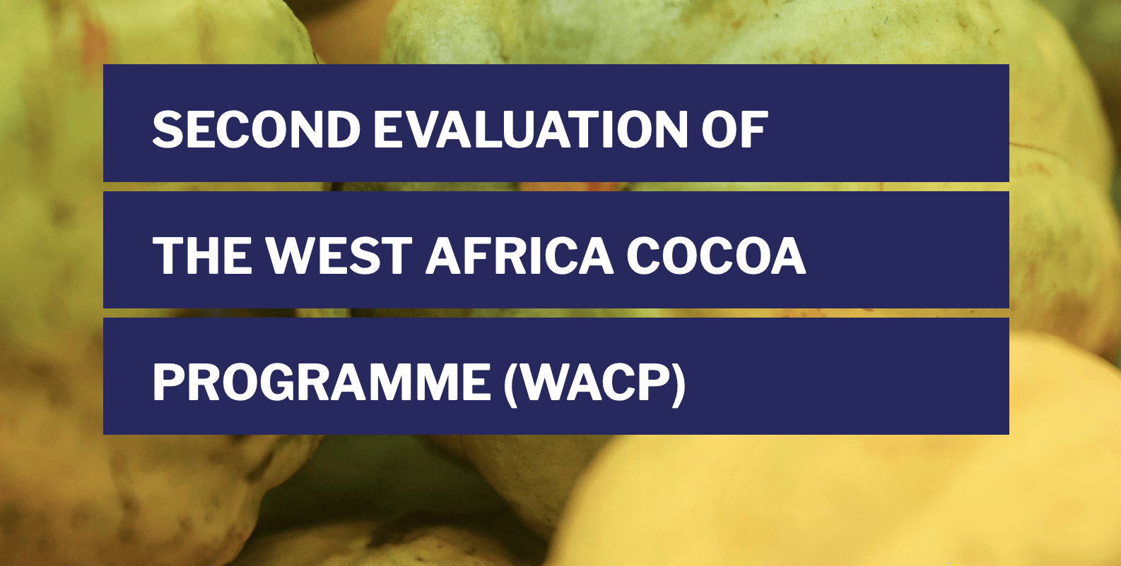 Fairtrade’s West Africa Cocoa Programme strengthens co-ops