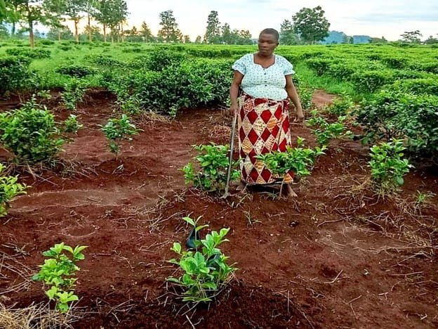 OurCoop marks International Women’s Day with look at Malawi Partnership