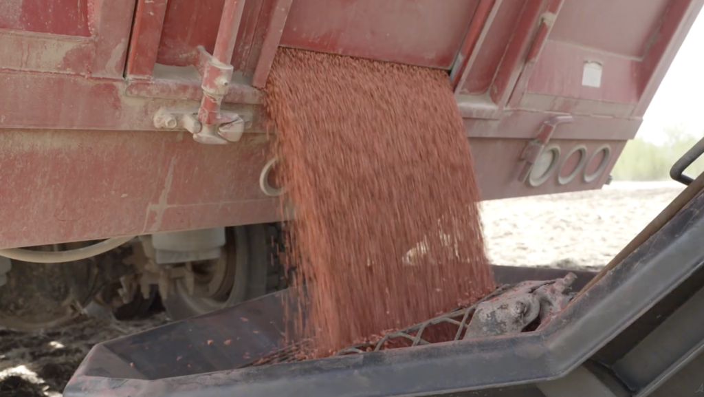 Alberta provincial government to invest $9m in seed co-ops