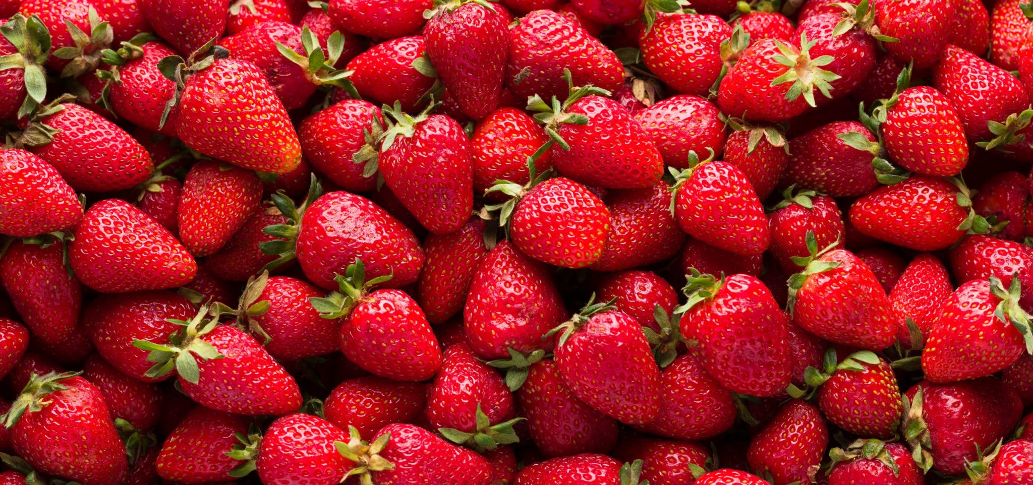 Dutch and Belgian fruit co-ops explore cross-border platform - Co ...