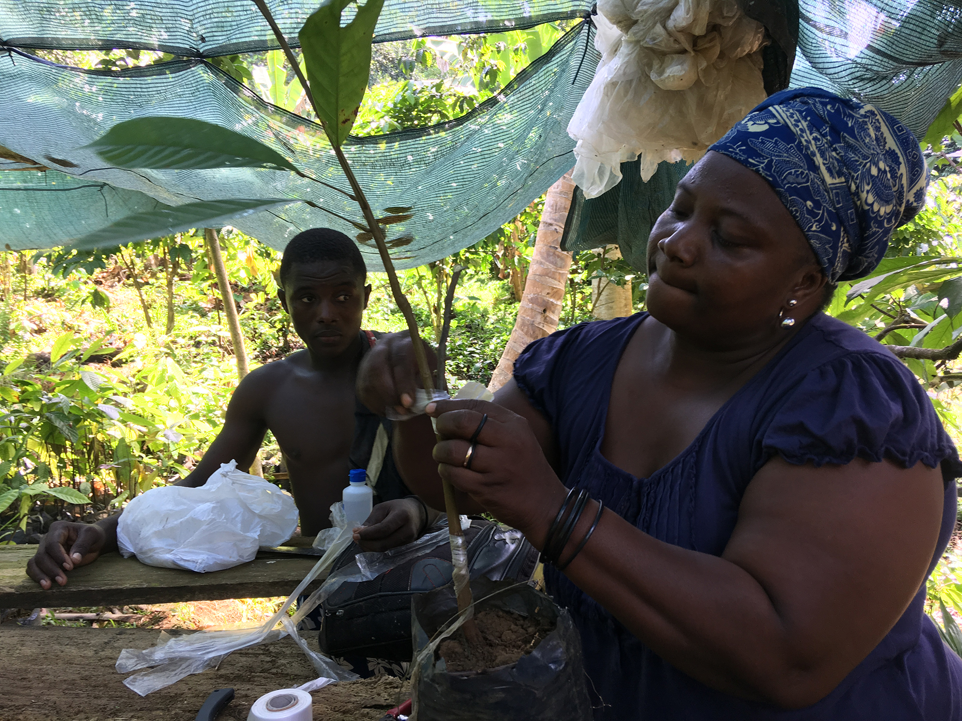 Grafting cocoa trees at the co-op