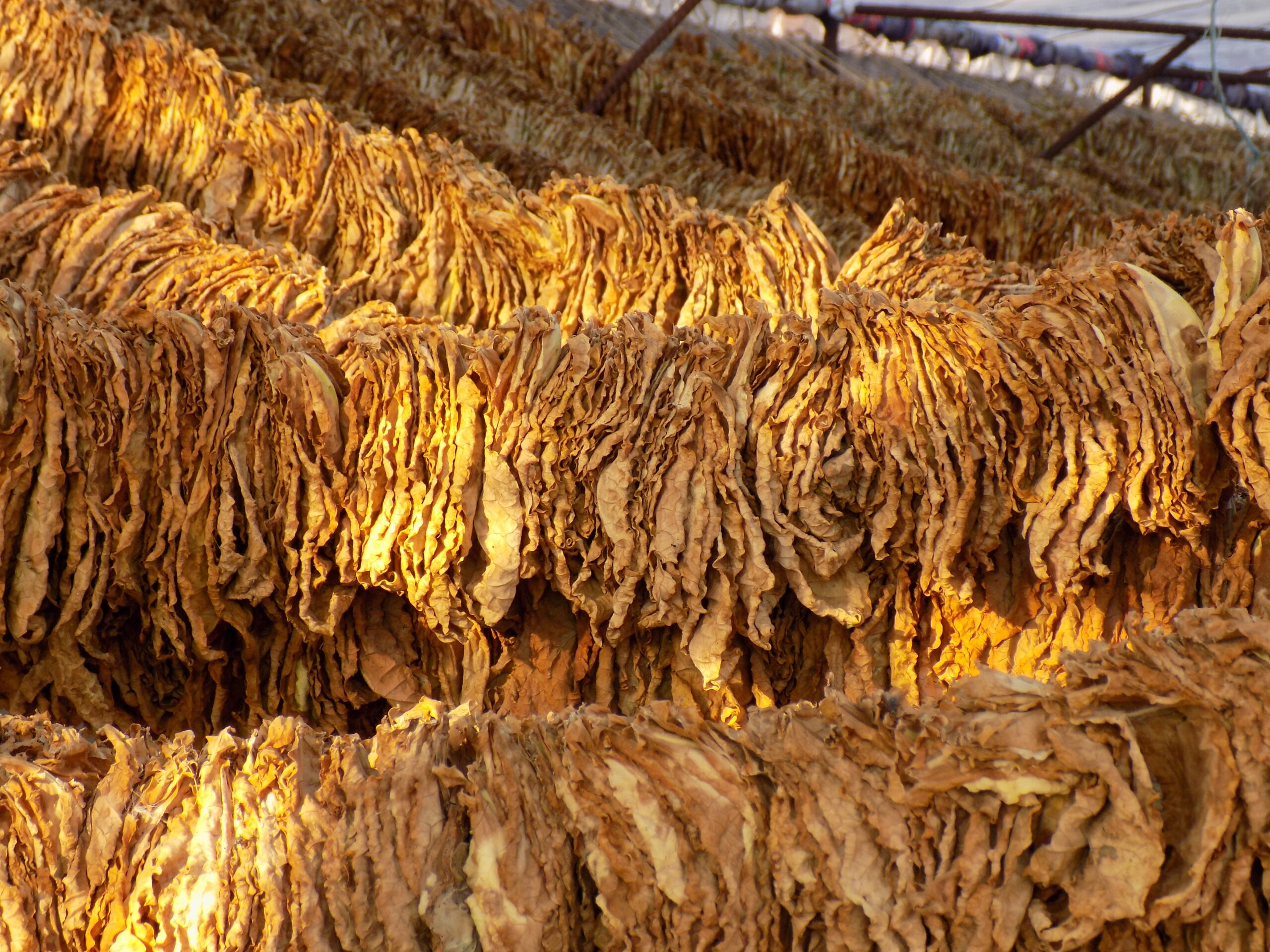 us tobacco cooperative US Tobacco Cooperative files for bankruptcy