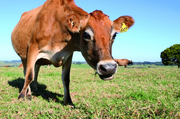 Jersey cow grazing in meadow, New South Wales, Australia