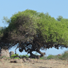 umbu tree in Brazil